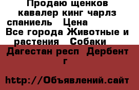 Продаю щенков кавалер кинг чарлз спаниель › Цена ­ 40 000 - Все города Животные и растения » Собаки   . Дагестан респ.,Дербент г.